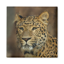 leopard art magnets by WildByDezign leopard art magnets