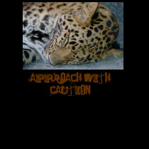 Leopard Attitude Distressed Tee for Women t-shirts