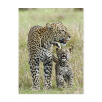 Leopard baby and mummy post card