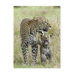 Leopard baby and mummy post card