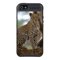 Leopard beautiful photo portrait, gift iPhone 5 case