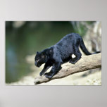 Leopard-black phase-cub poster