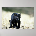Leopard-black phase-cub poster