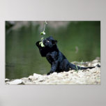 Leopard-black phase-cub posters