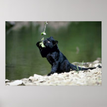 Leopard-black phase-cub posters