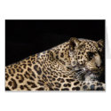 Leopard Card by pulsDesign Leopard Card