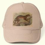 Leopard-Cat, Felis bengalensis hats