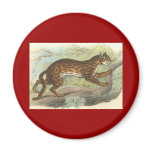 Leopard-Cat, Felis bengalensis Magnet