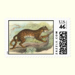 Leopard-Cat, Felis bengalensis postage