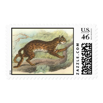 Sumatra Leopard