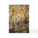 Leopard Cub Greeting Card by davecardinal Leopard Cub Greeting Card