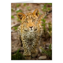 Leopard Cub Greeting Card cards
