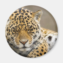 Leopard Cub Magnet