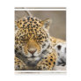 Leopard Cub Postcard