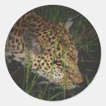 Leopard drinking in the wild safari stickers