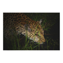 Leopard drinking wild poster, print, photograph by Rowood Leopard drinking wild poster, print, photograph