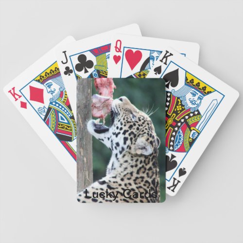 Leopard Eating Playing Cards