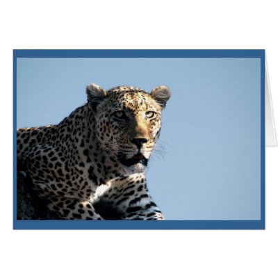 Leopard eyeing dinner cards by pshaw_photo