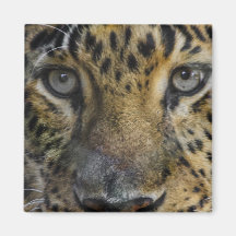 Leopard Face of Hunger Refrigerator Magnet