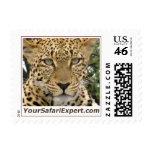 Leopard Face Postage Stamp (small)