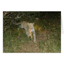 Leopard Flees Lions With Her Kill cards