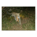 Leopard Flees Lions With Her Kill cards