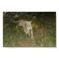 Leopard Flees Lions With Her Kill posters