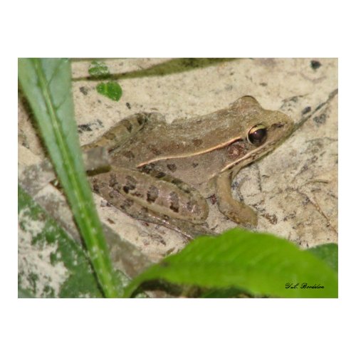 Leopard Frog by River print