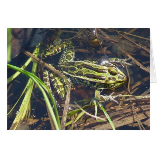 Leopard Frog Greeting Card