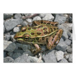 Leopard Frog Greeting Card