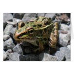 Leopard Frog Greeting Card