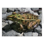 Leopard Frog Greeting Card