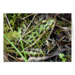 Leopard Frog Greeting Card
