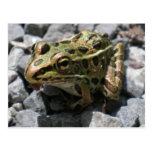 Leopard Frog Post Card