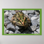 Leopard Frog Poster