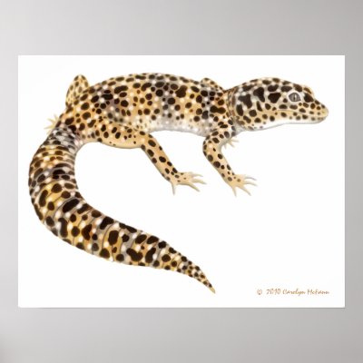 Leopard Gecko Print