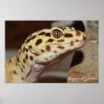 leopard Gecko Canvas posters