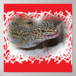 Leopard Gecko Lizard Tongue sticking Out Poster posters