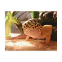 Leopard Gecko Postcard by kjrband44 Leopard Gecko Postcard
