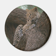 Leopard Habitat Magnet