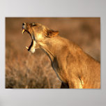 leopard,hungry,king,stateliness posters