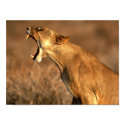leopard,hungry,king,stateliness posters by butter527 leopard,hungry,king,stateliness posters