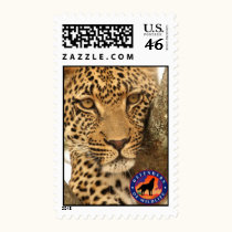Leopard in a tree postage