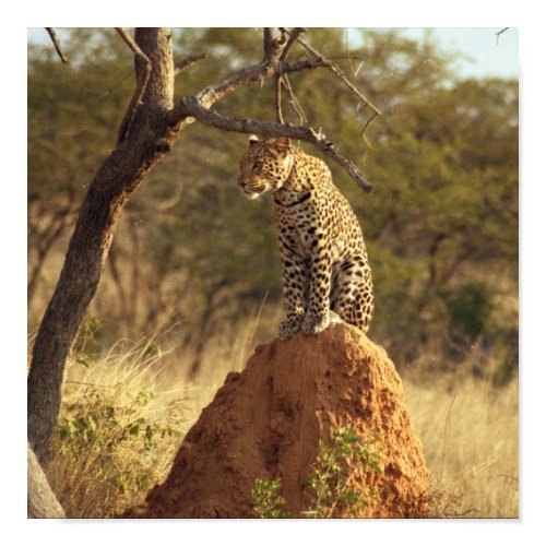 Leopard in Namibia, Africa print