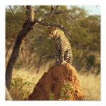 Leopard in Namibia, Africa