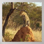 Leopard in Namibia, Africa posters