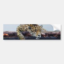 Leopard in the tree II Bumper Stickers