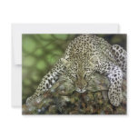 Leopard Invitations