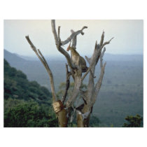 Leopard, Kenya Flyers