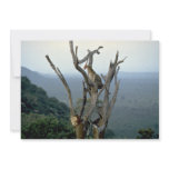 Leopard, Kenya Announcement